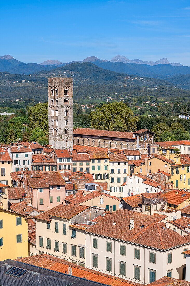 Blick vom Torre Guinigi über Lucca, Provinz Lucca, Toscana, Italien