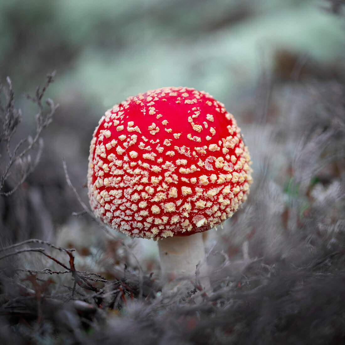 Fly agaric on moss in the nature of Rotsidan in the east of Sweden