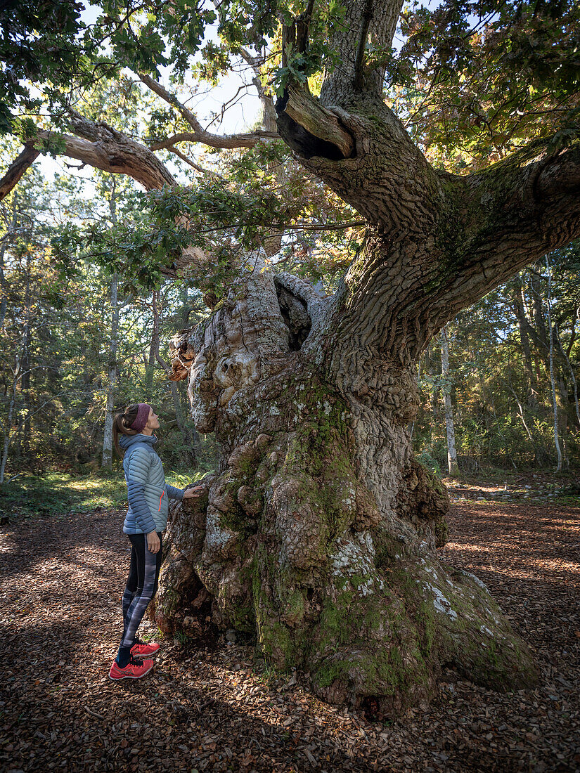 Frau berührt uralten Eichenbaum im Wald Trollskogen auf der Insel Öland im Osten von Schweden 