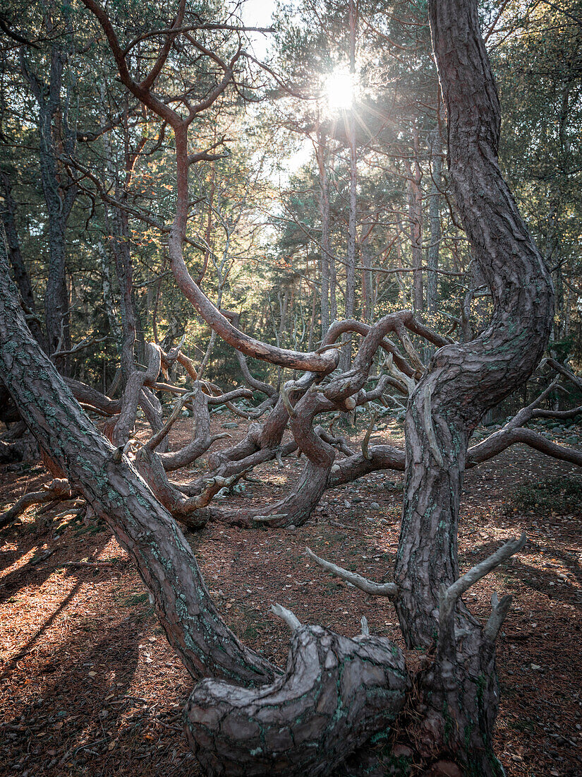 Wind-formed crooked trees in the Trollskogen forest on the island of Öland in eastern Sweden