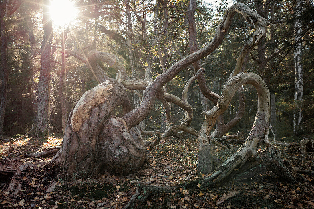 Wind-formed crooked trees in the Trollskogen forest on the island of Öland in eastern Sweden