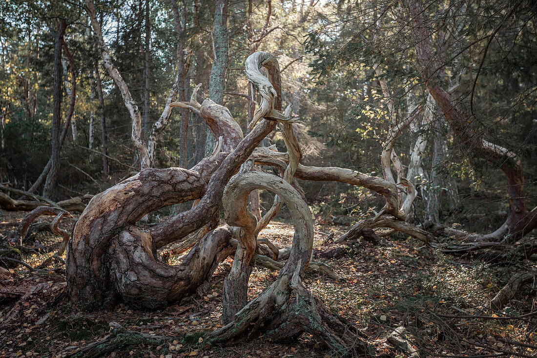 Wind-formed crooked trees in the Trollskogen forest on the island of Öland in eastern Sweden