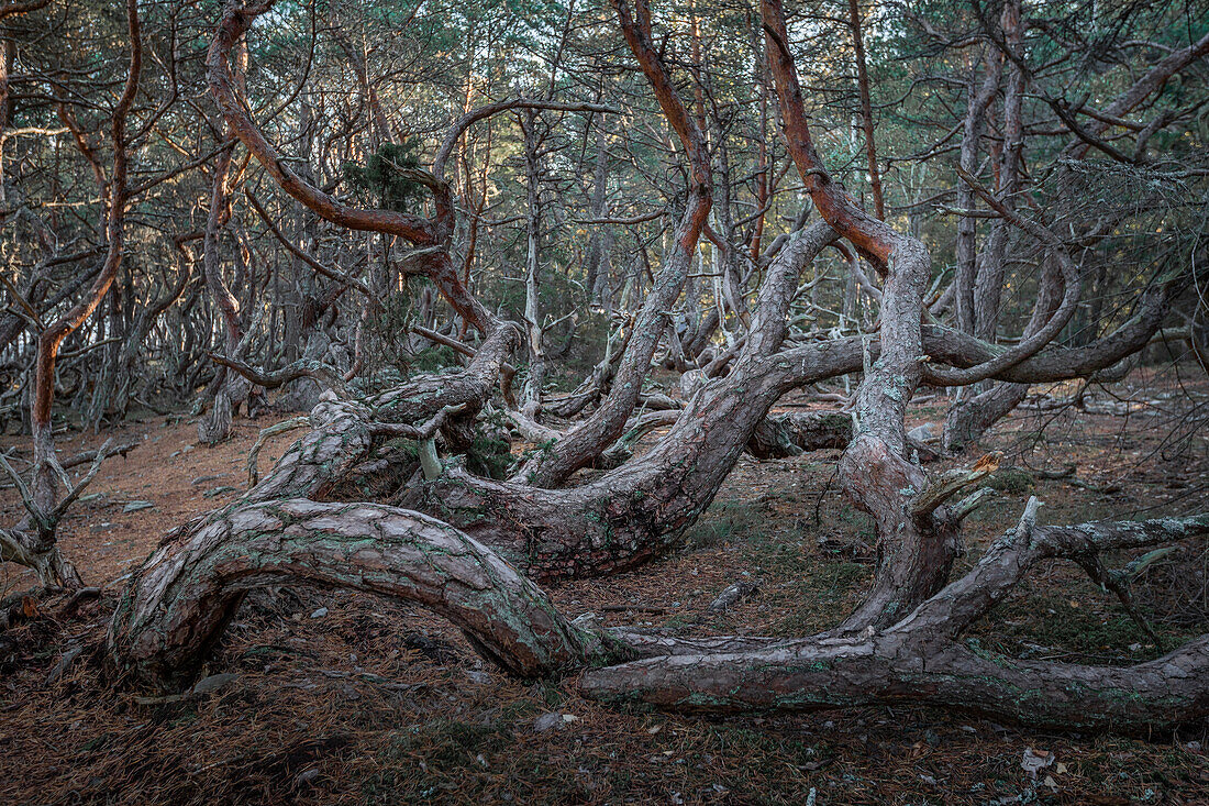 Wind-formed crooked trees in the Trollskogen forest on the island of Öland in eastern Sweden