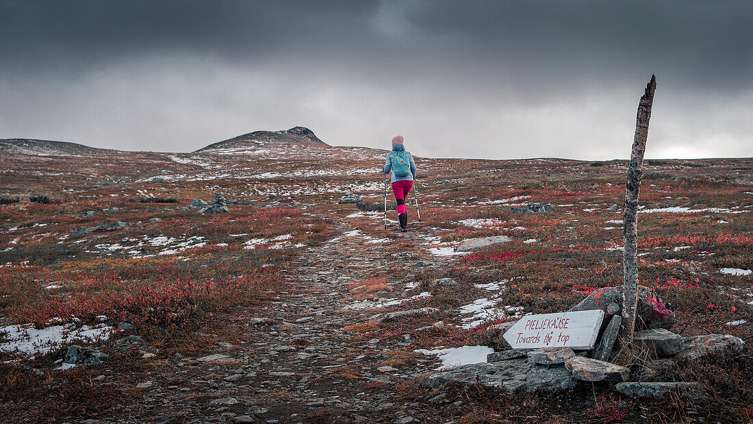 Woman hikes on the Kungsleden long-distance hiking trail to the summit Pieljekaise in the national park of the same name in autumn in Lapland in Sweden