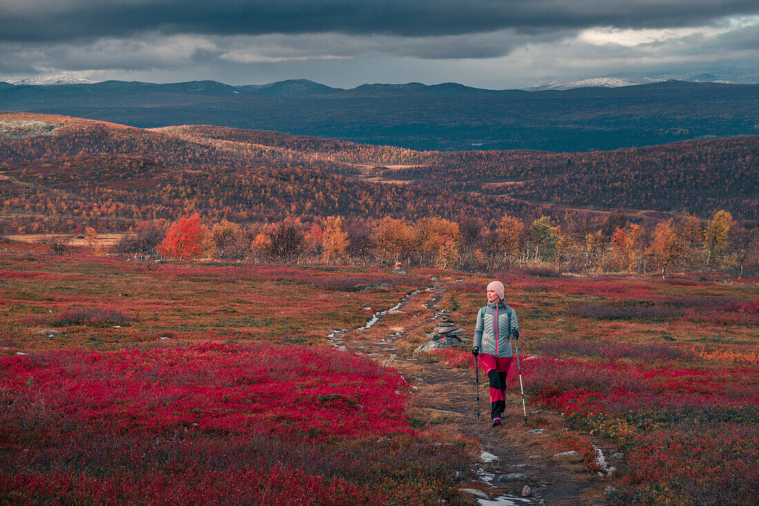 Frau wandert auf Kungsleden Fernwanderweg im Pieljekaise Nationalpark im Herbst in Lappland in Schweden\n