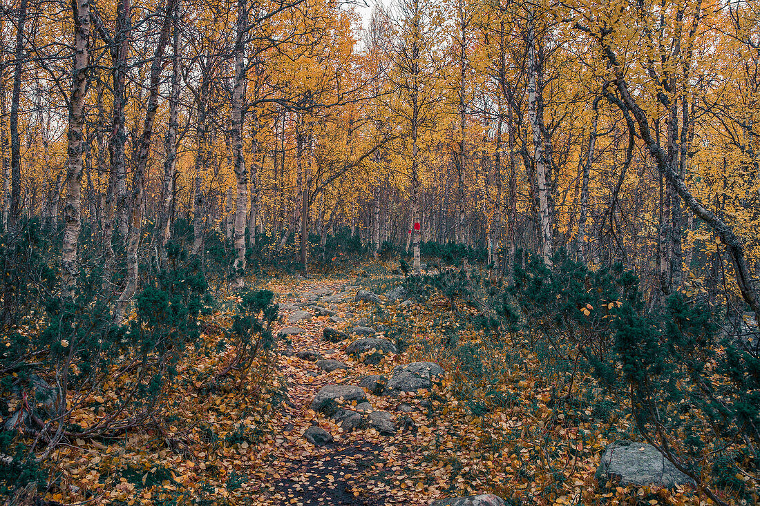 Herbstfarbener Birkenwald im Pieljekaise Nationalpark in Lappland in Schweden\n