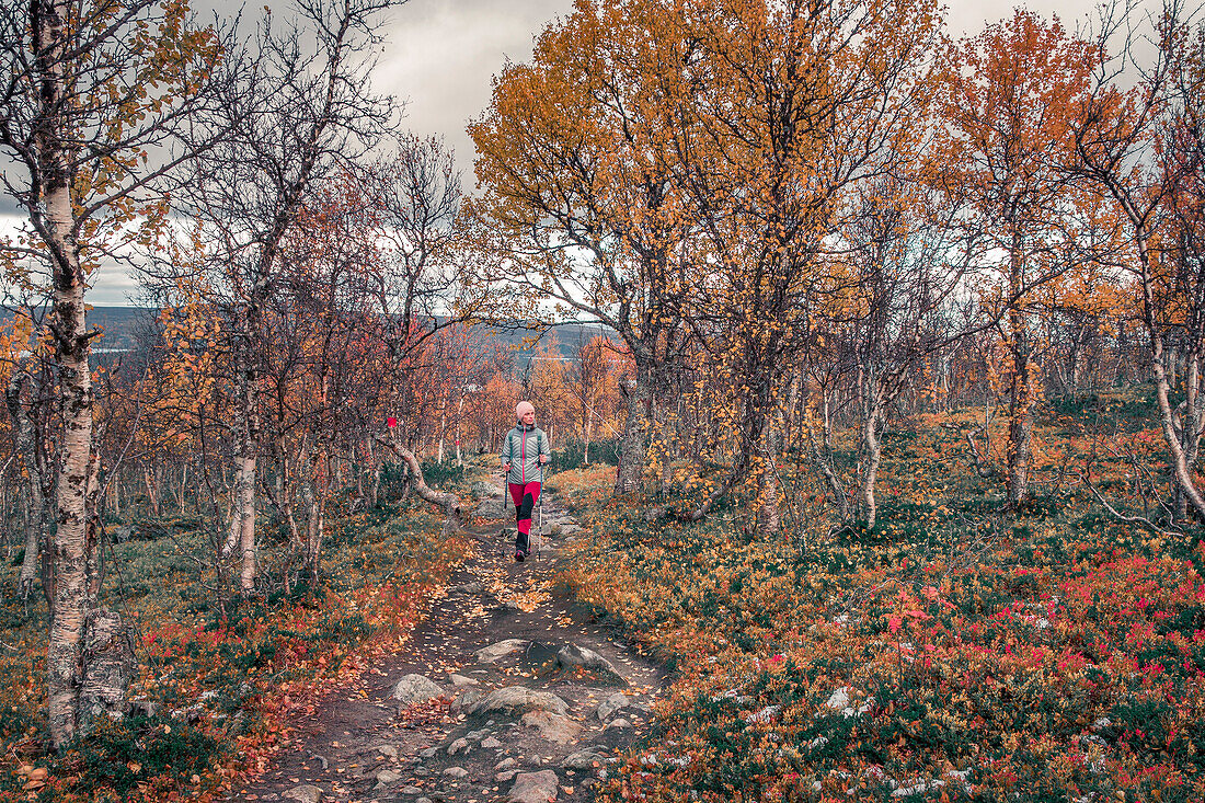 Woman hikes on the Kungsleden long-distance hiking trail in the autumn-colored birch forest in the Pieljekaise National Park in Lapland in Sweden