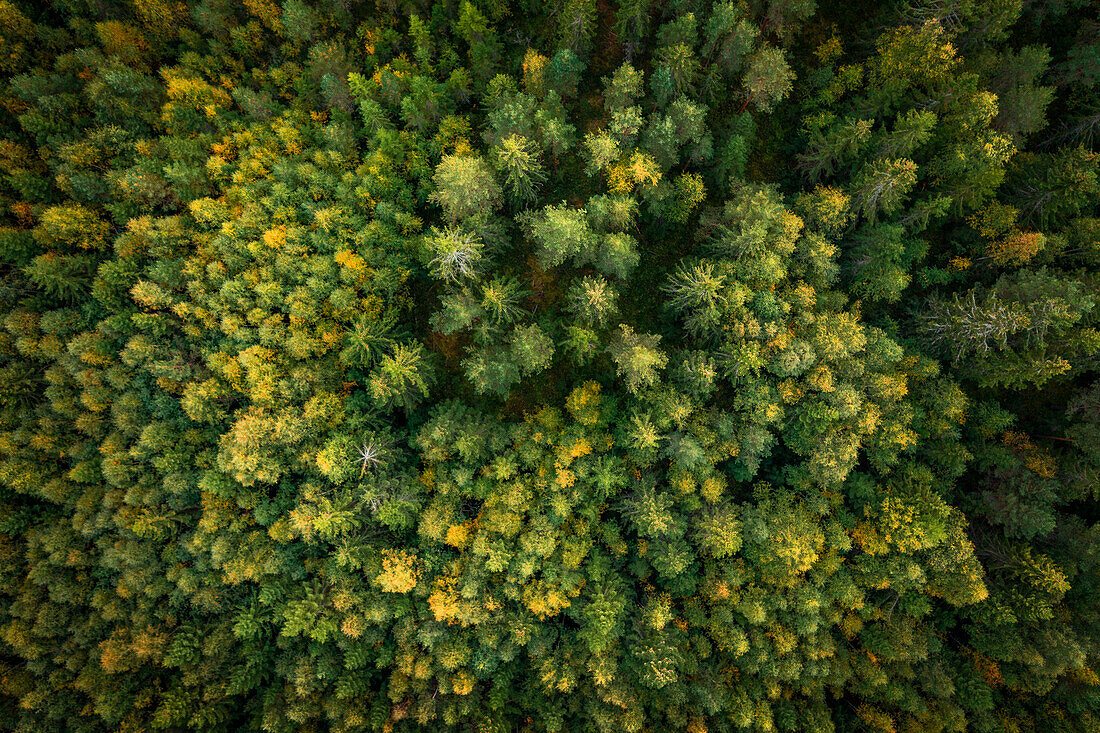 Forest at Lake Siljan from above in Dalarna, Sweden