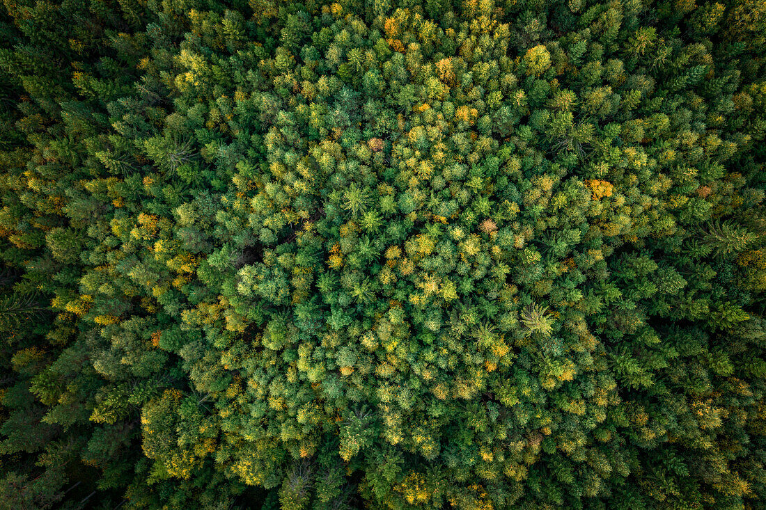 Wald am Siljansee von oben in Dalarna, Schweden\n