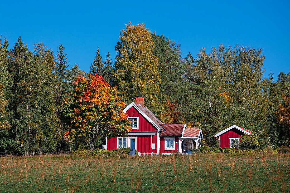 Rotes schwedisches Haus mit Baum mit Herbstlaub in Dalarna, Schweden\n