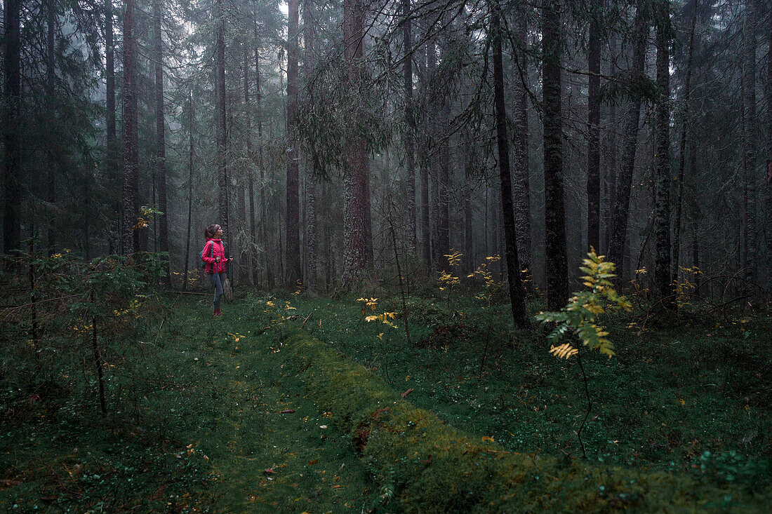 Frau wandert durch nebligen, moosigen Nadelwald des Skuleskogen Nationalpark im Osten von Schweden