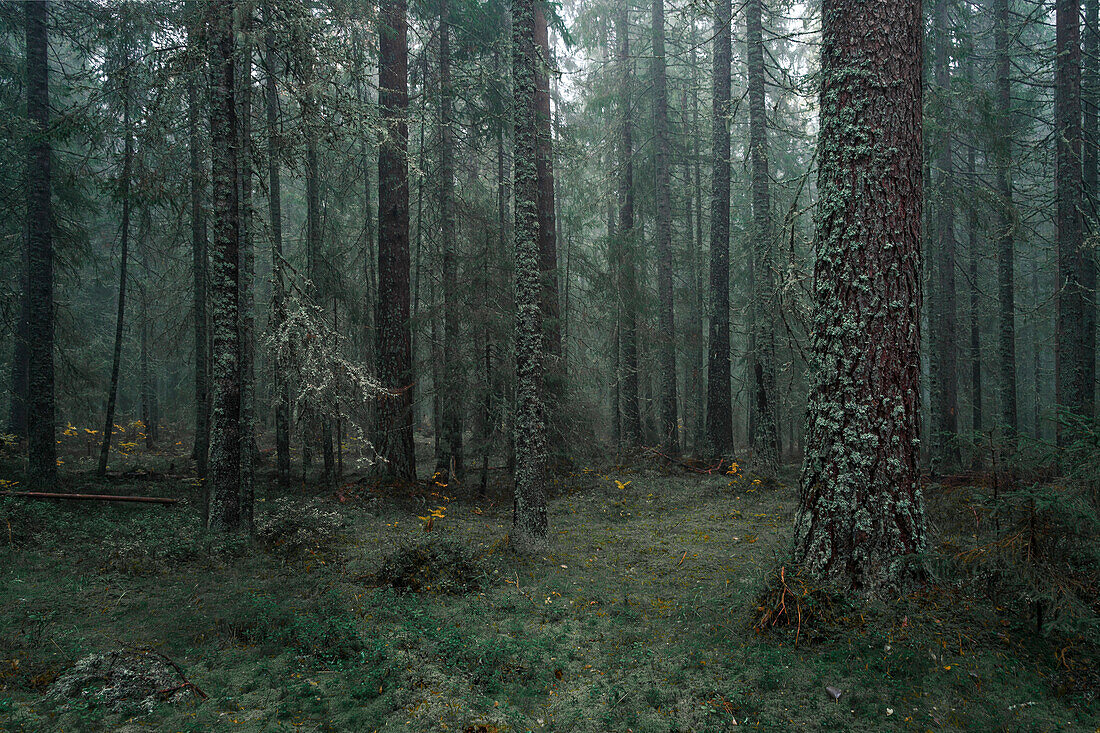 Foggy, mossy coniferous forest of the Skuleskogen National Park in the east of Sweden