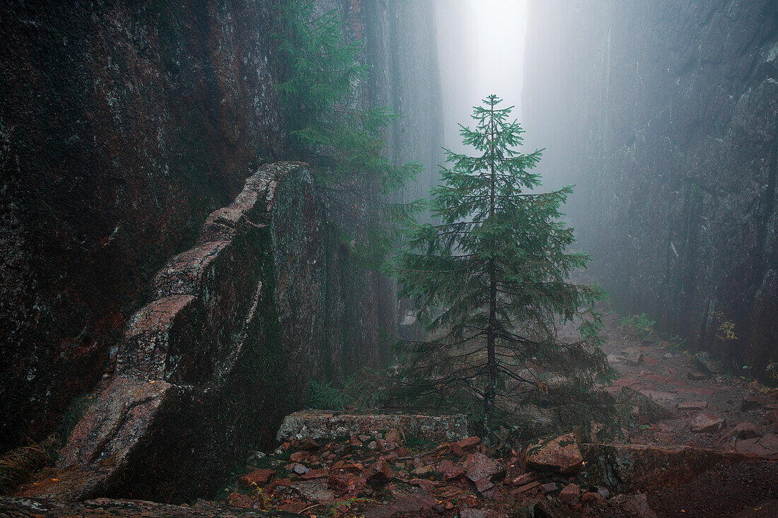 Tree in Slåttdalsskrevan canyon with fog in Skuleskogen National Park in eastern Sweden