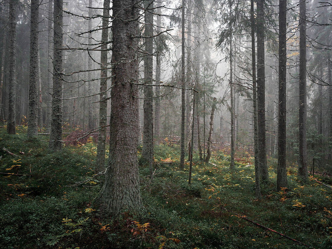 Forest in Skuleskogen National Park in the east of Sweden