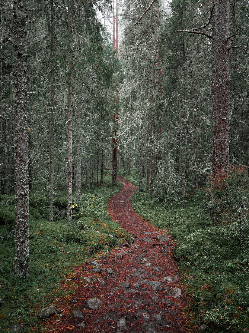 Wanderweg durch Wald im Skuleskogen Nationalpark im Osten von Schweden