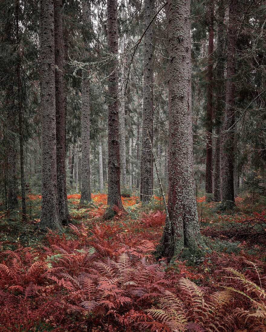 Fern in the forest in Skuleskogen National Park in autumn in the east of Sweden