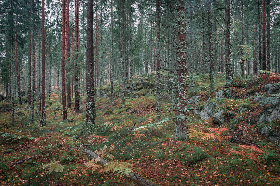 Forest in Tiveden National Park in Sweden