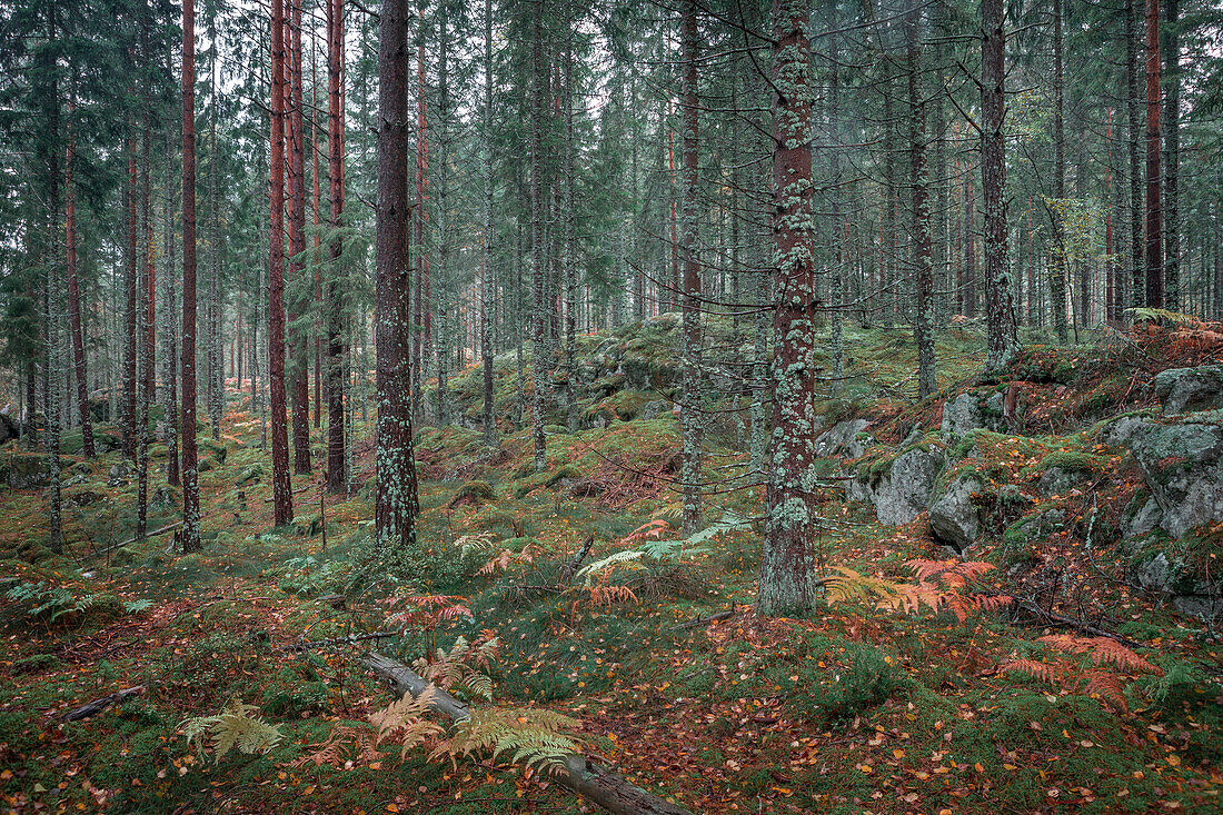 Wald im Tiveden Nationalpark in Schweden\n
