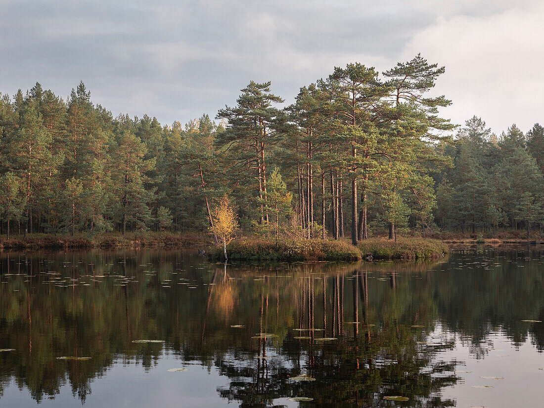 Bäume auf Insel im See im Wald im Tiveden Nationalpark in Schweden\n