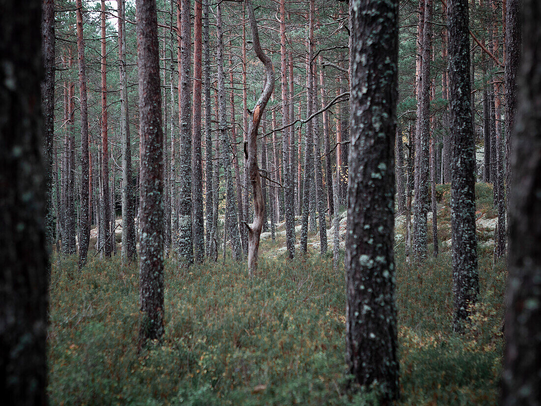 Baumstämme im Wald im Tiveden Nationalpark in Schweden\n