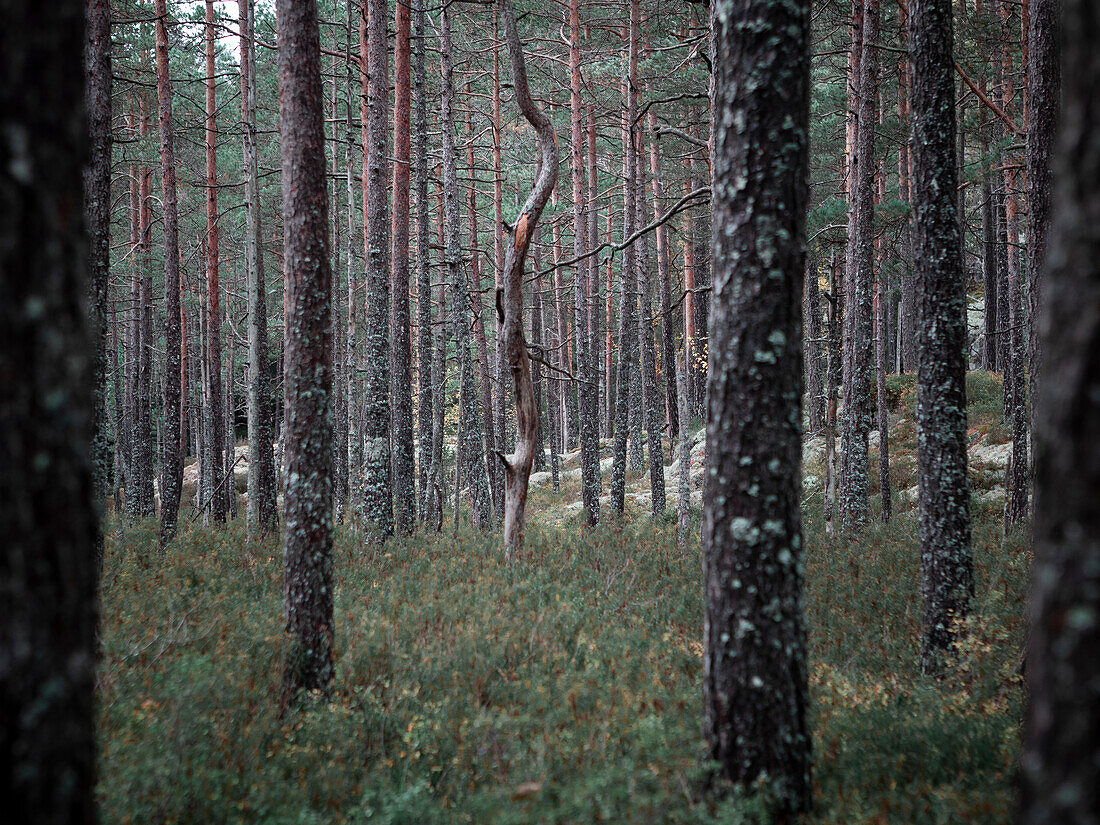 Tree trunks in the forest in Tiveden National Park in Sweden