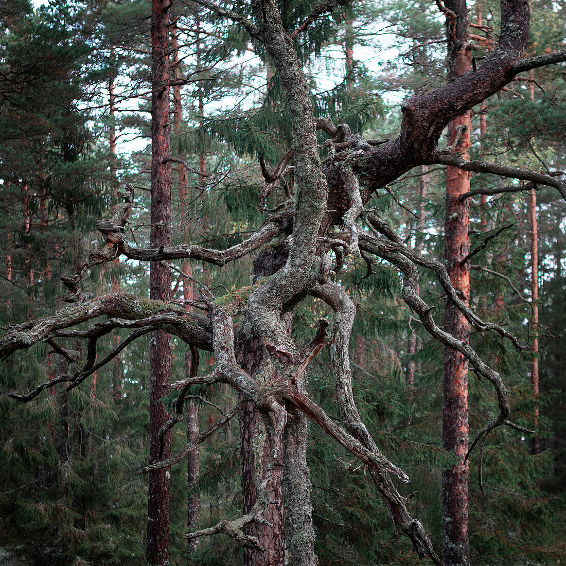 Verknorpelter alter Baum im Wald des Tiveden Nationalparks in Schweden\n