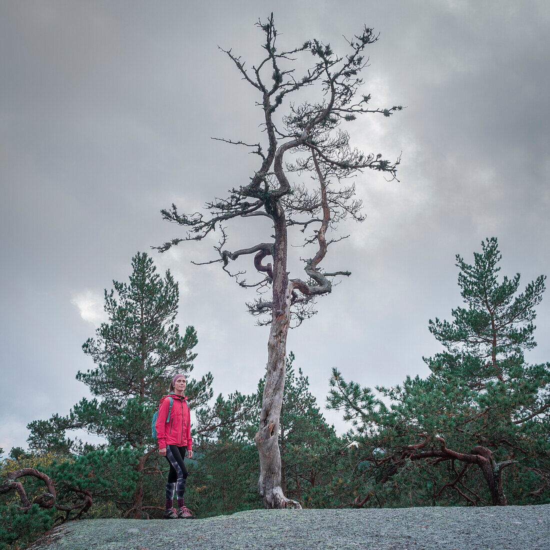Frau blickt auf alten sterbenden Baum im Wald des Tiveden Nationalpark in Schweden\n