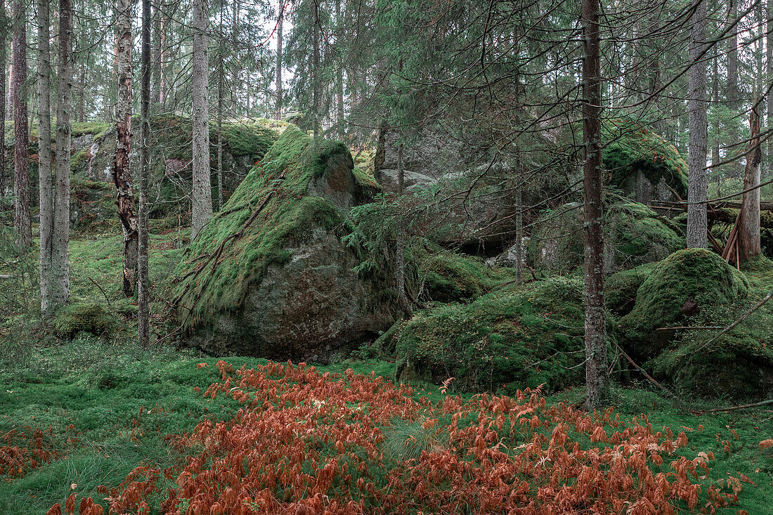 Mit grünem Moos bedeckte Felsbrocken im Wald im Tiveden Nationalpark in Schweden\n