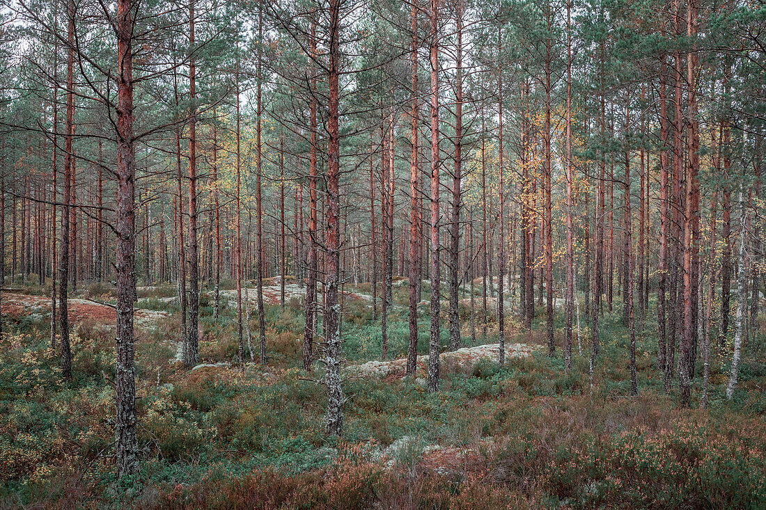 Wald des Tiveden Nationalpark in Schweden\n