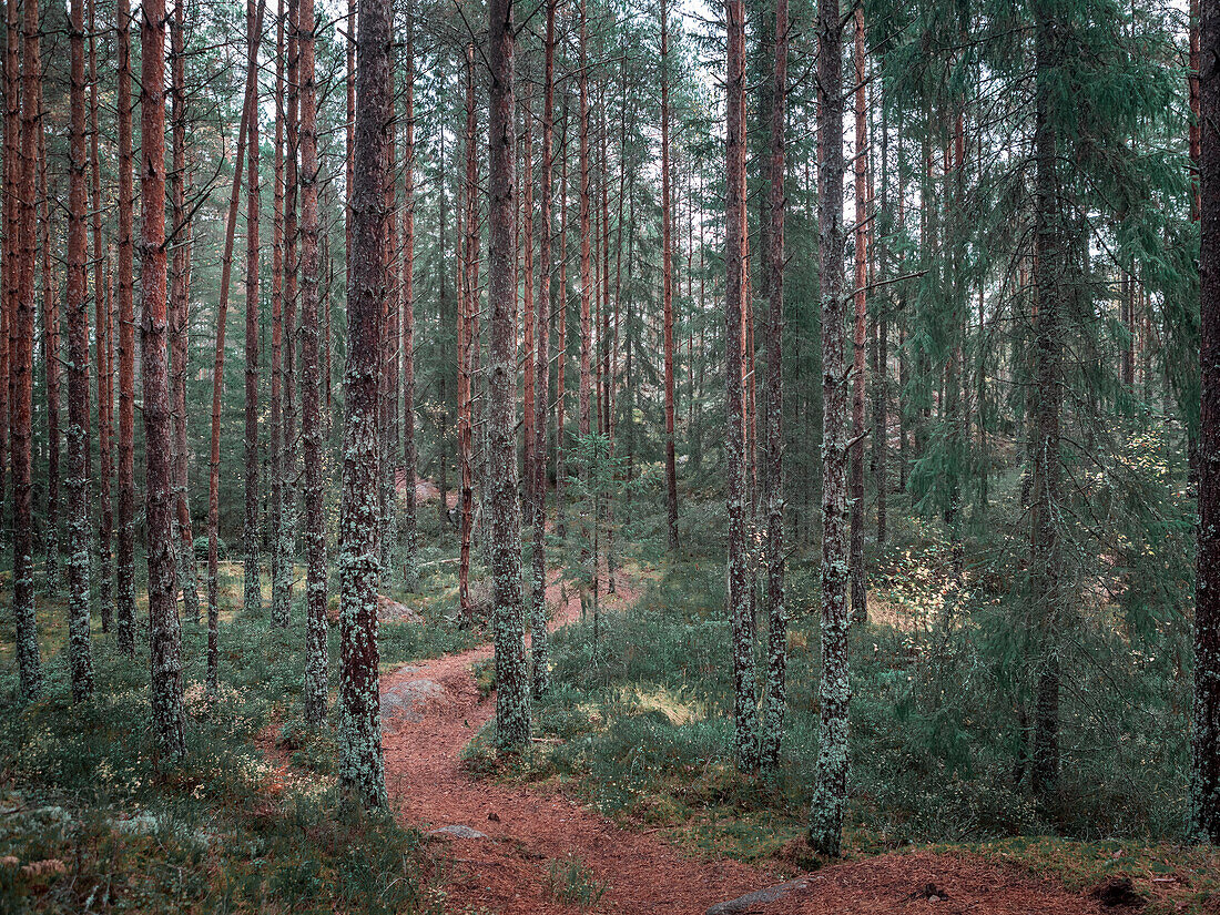 Hiking trail through forest of Tiveden National Park in Sweden