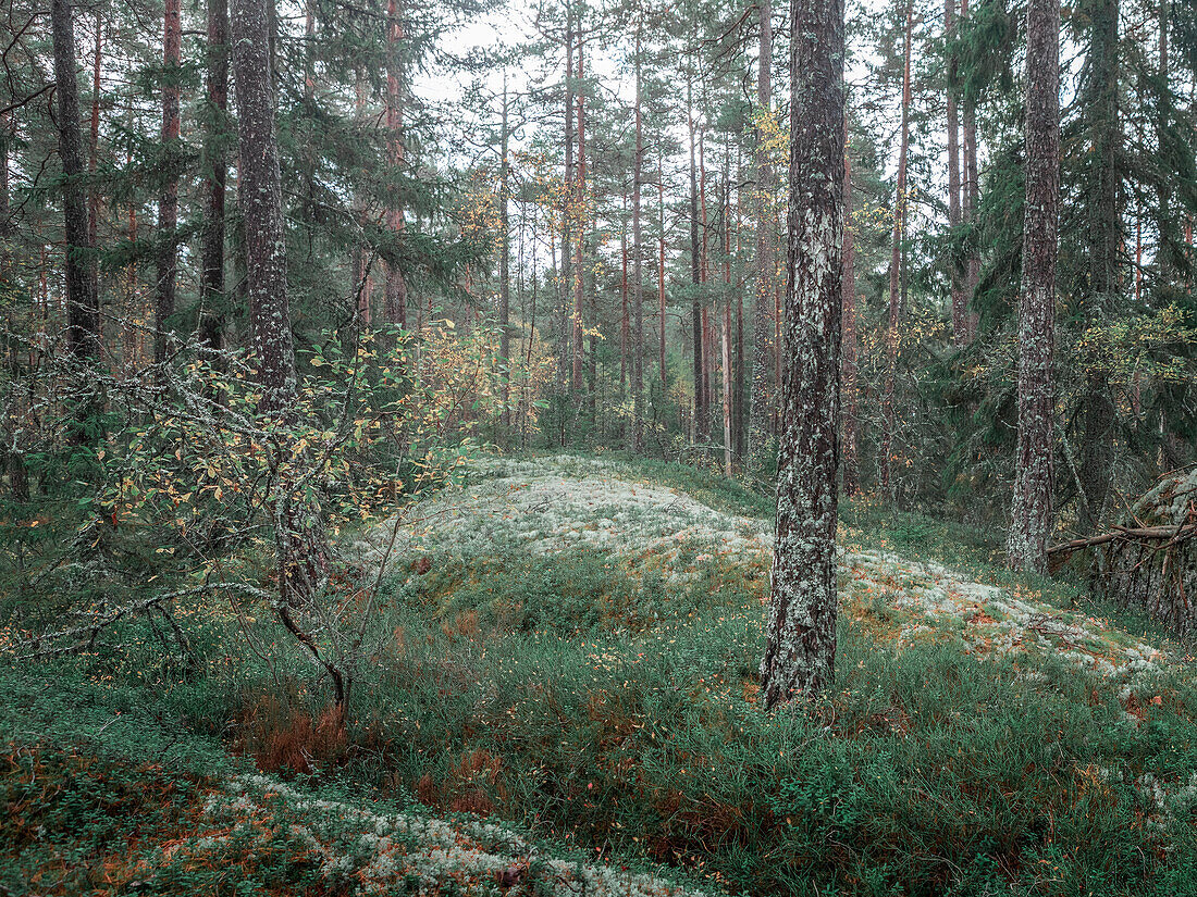 Wald des Tiveden Nationalpark in Schweden\n