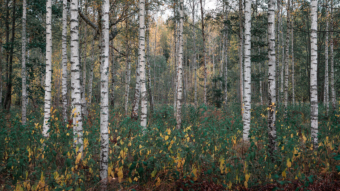 Birch tree forest of Tiveden National Park in Sweden