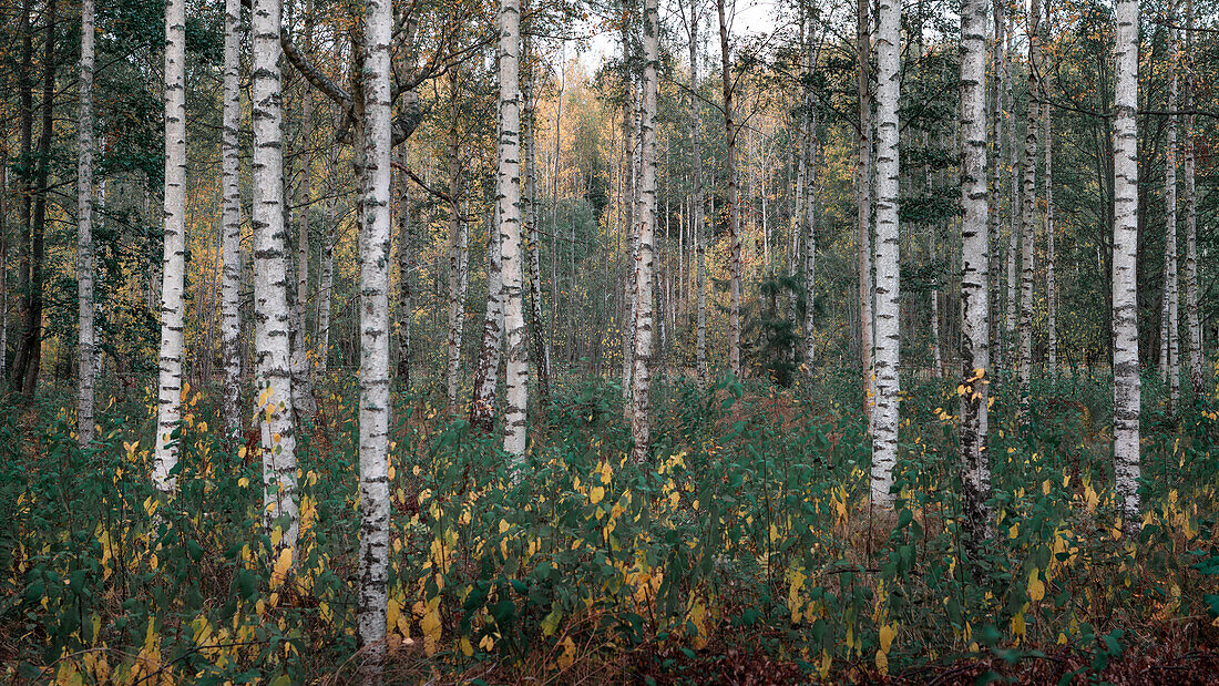 Birkenbaum-Wald des Tiveden Nationalpark in Schweden\n