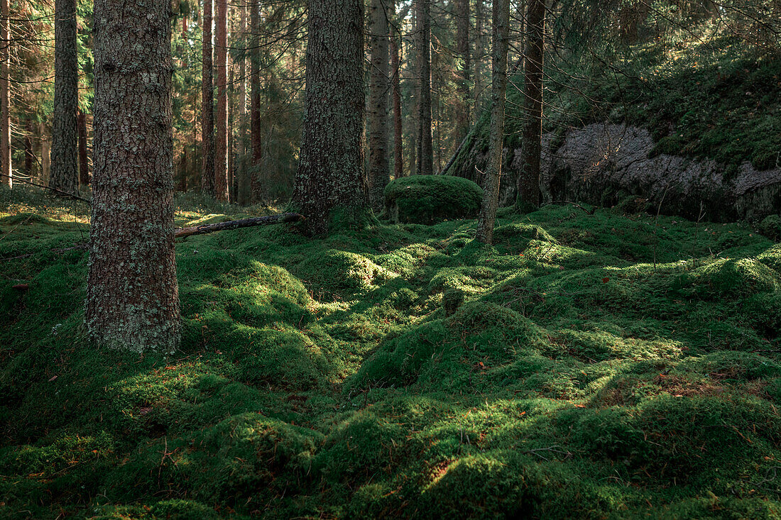 Moosboden im Wald des Tiveden Nationalpark in Schweden\n