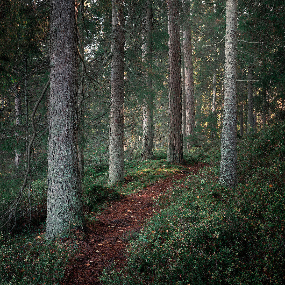 Wanderweg durch Wald des Tiveden Nationalpark in Schweden\n