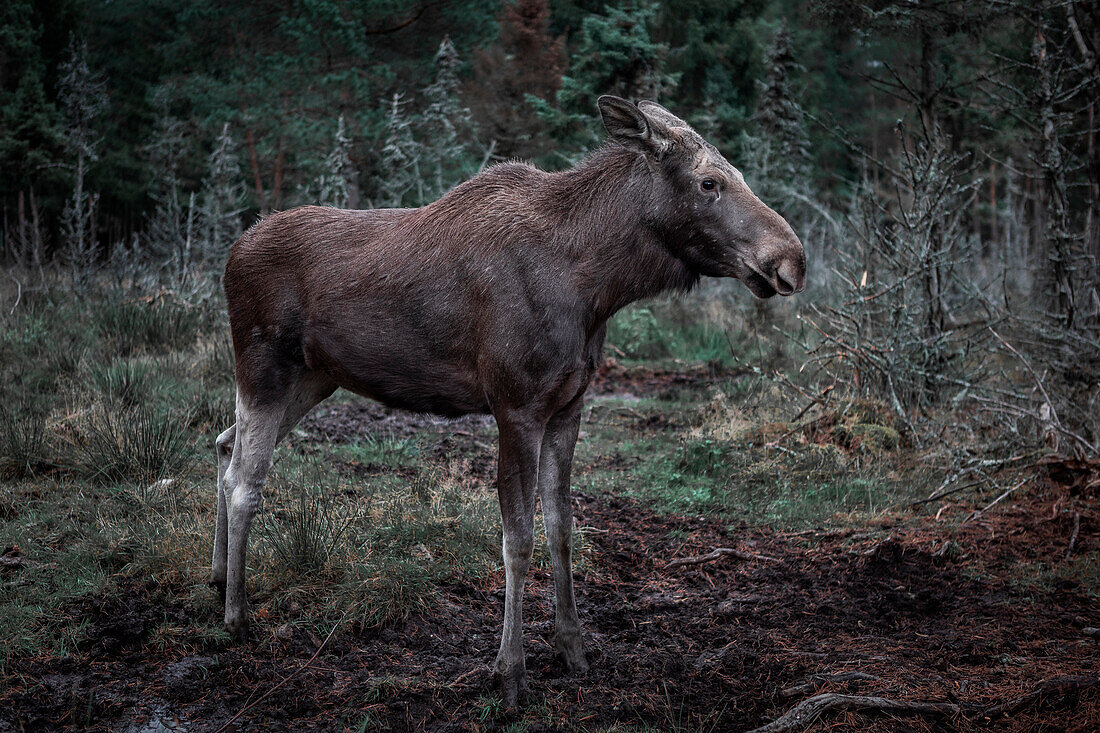 Elchkuh steht im Wald in Schweden\n