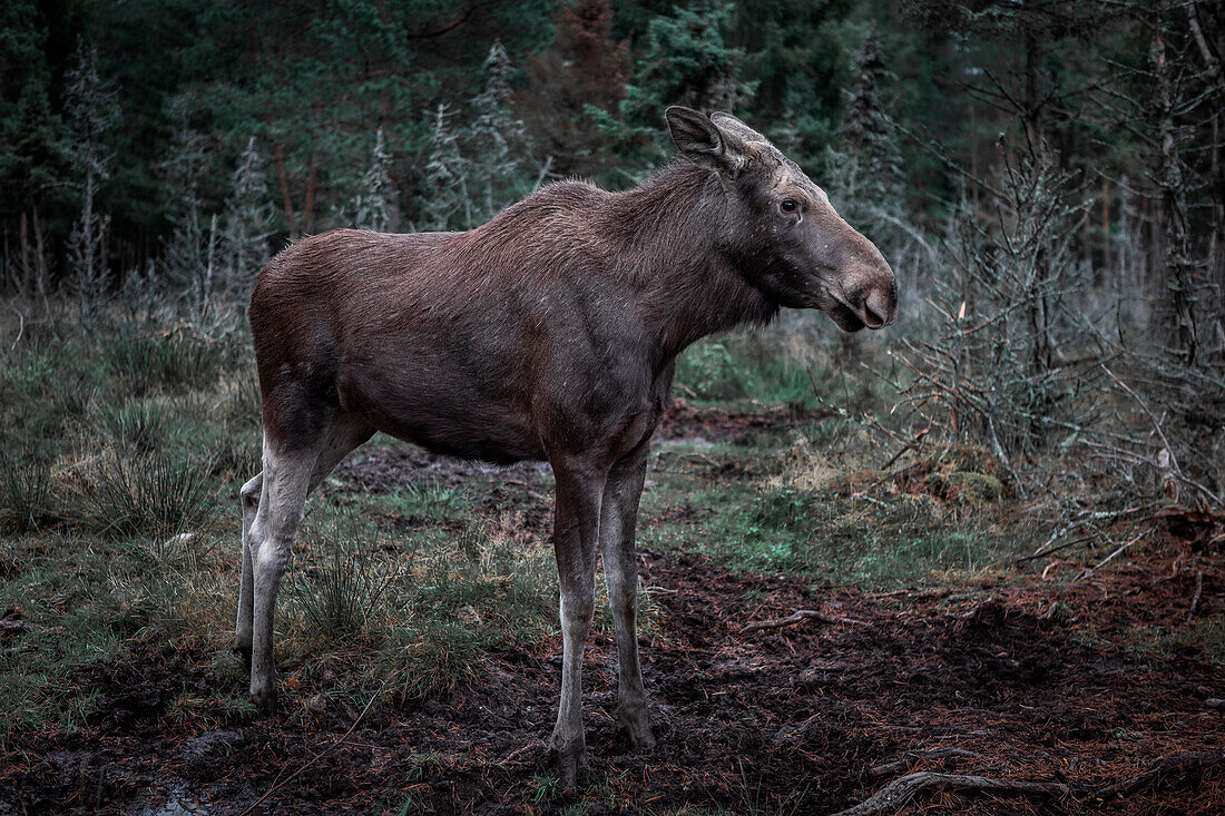 Moose cow stands in the forest in Sweden