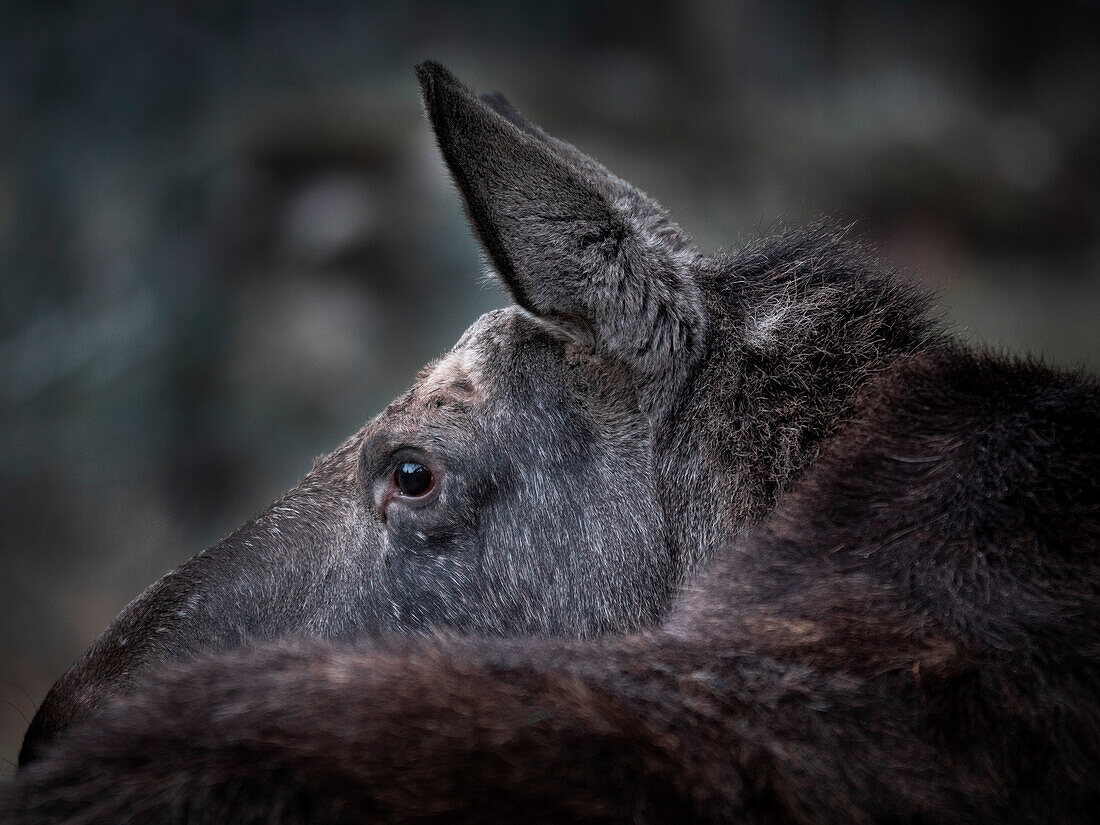 Moose cow looks over back in Sweden