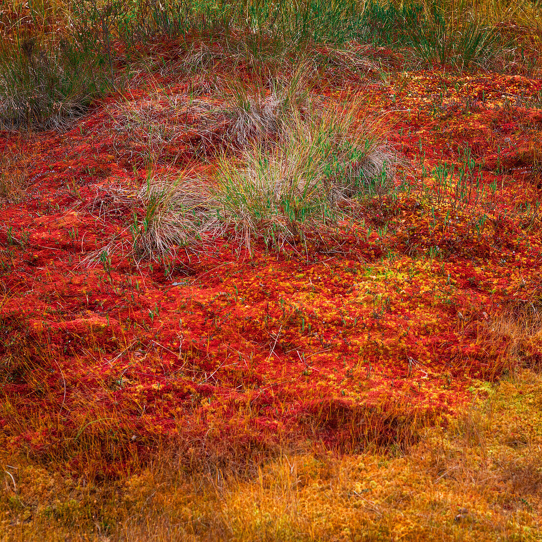 Yellow and red colored mosses in autumn in the Tyresta National Park in Sweden