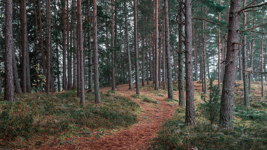 Path through forest near Tyresta National Park in Sweden
