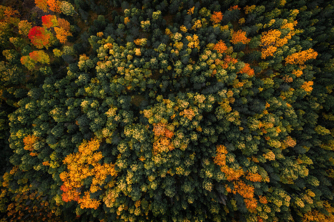 Forest in autumn in Jämtland in Sweden from above