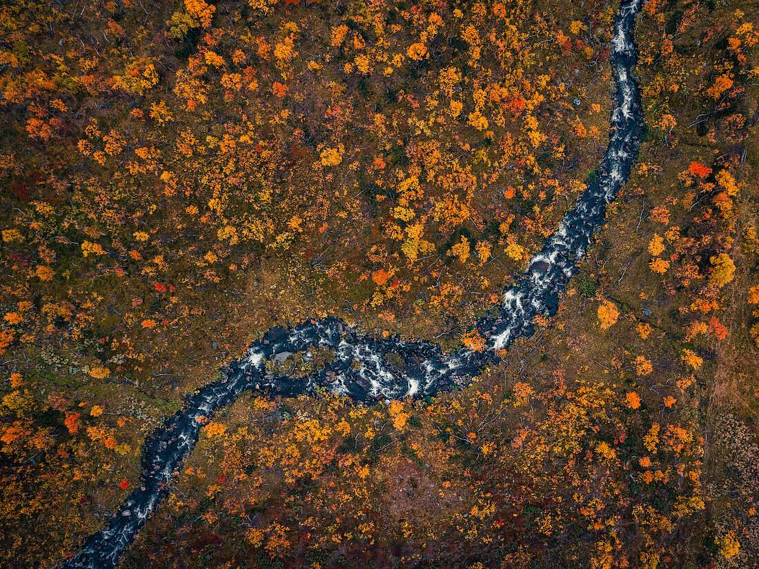 Fluss entlang der Wilderness Road mit Bäumen im Herbst in Jämtland in Schweden von oben\n