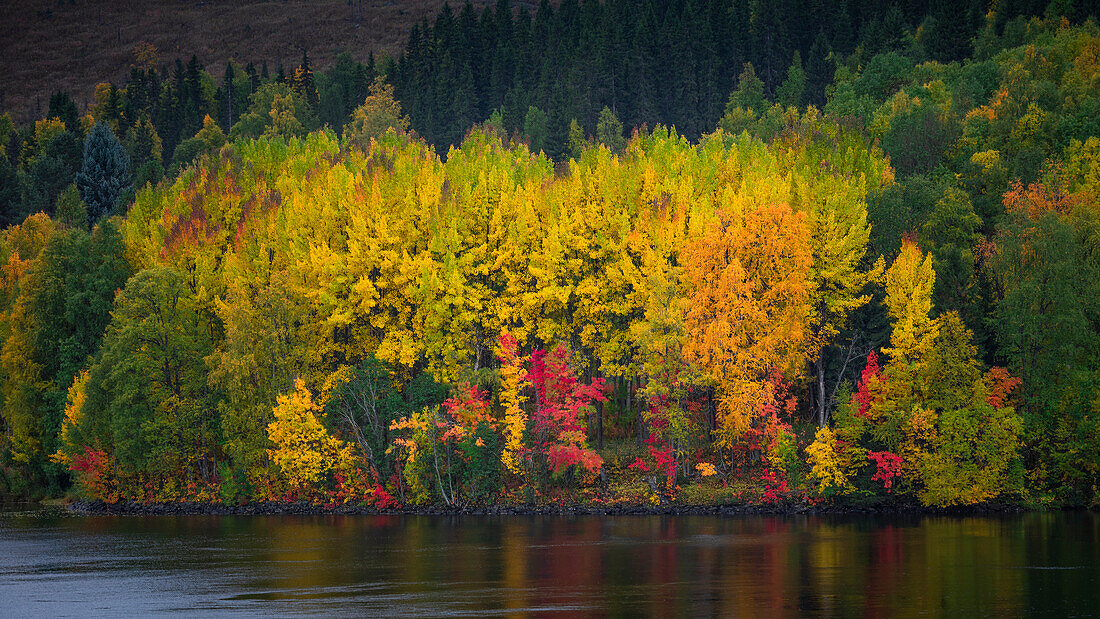 Bunte Bäume mit See entlang der Wilderness Road im Herbst in Jämtland in Schweden\n