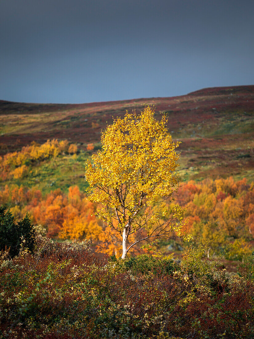 Bunte Blätter am Baum im Herbst entlang der Wilderness Road, auf der Hochebene Vildmarksvägen in Jämtland in Schweden\n
