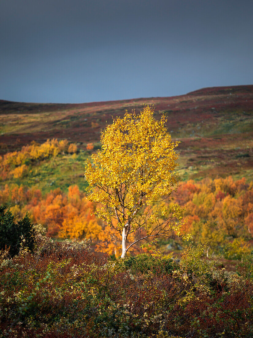 Colorful leaves on the tree in autumn along the Wilderness Road, on the Vildmarksvagen plateau in Jämtland in Sweden