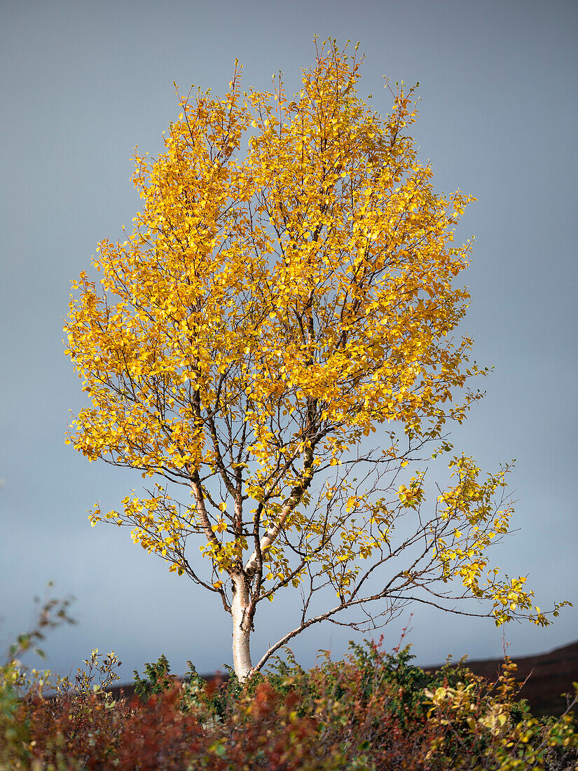 Bunte Blätter am Baum im Herbst entlang der Wilderness Road, auf der Hochebene Vildmarksvägen in Jämtland in Schweden\n