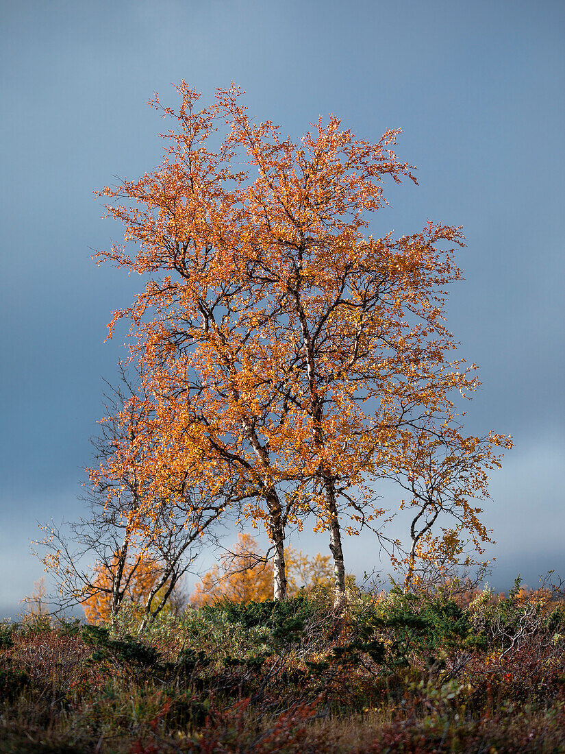 Colorful leaves on the tree in autumn along the Wilderness Road, on the Vildmarksvagen plateau in Jämtland in Sweden