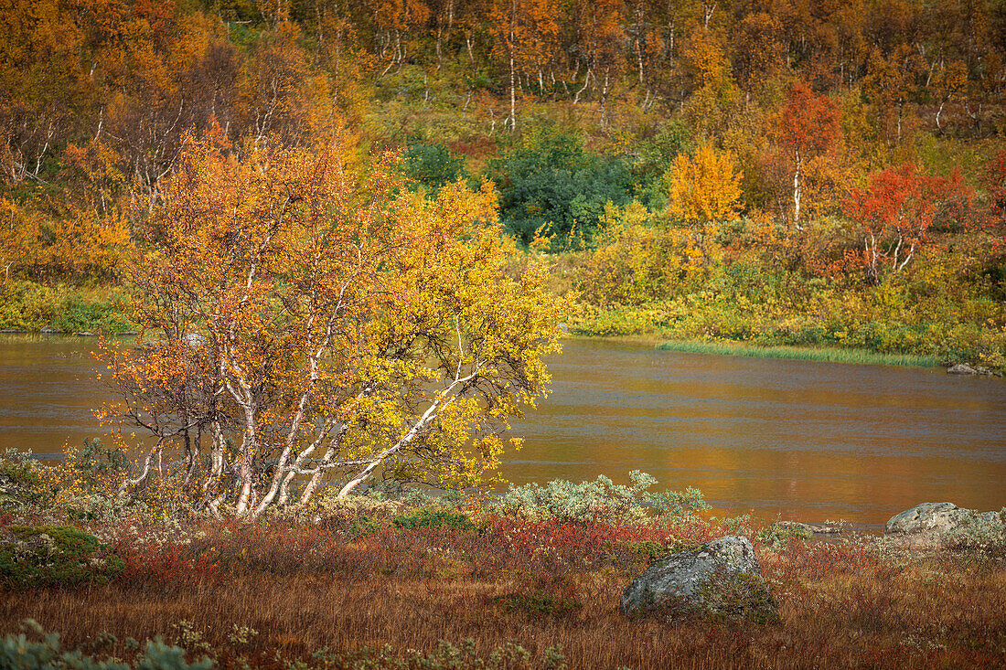 Bunte Blätter am Baum im Herbst entlang der Wilderness Road, auf der Hochebene Vildmarksvägen in Jämtland in Schweden\n