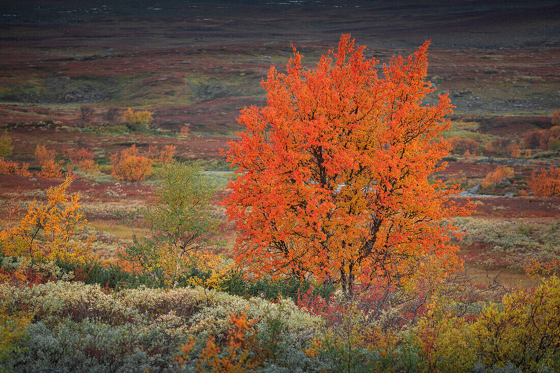 Bunter Baum im Herbst entlang der Wilderness Road, auf der Hochebene Vildmarksvägen in Jämtland in Schweden\n
