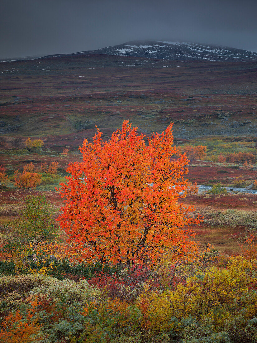 Bunter Baum im Herbst mit verschneitem Berg entlang der Wilderness Road, auf der Hochebene Vildmarksvägen in Jämtland in Schweden\n